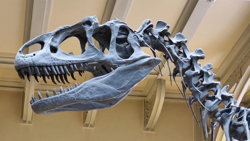 Dinosaur Exhibit